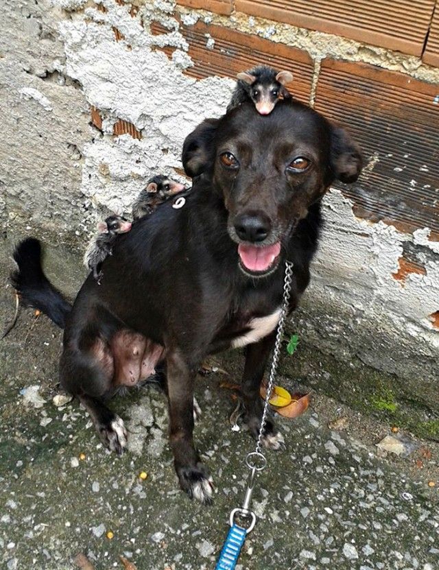 dog-adopts-opossums-baby-orphans-stephanie-maldonado-9_e