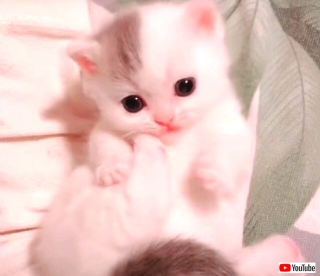 meltingkitten2_640