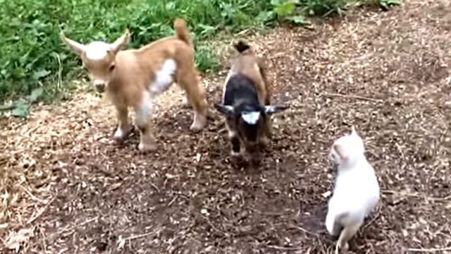 chihuahua4