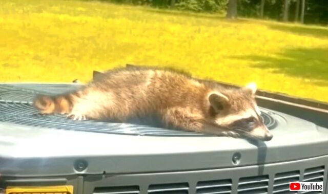 raccoononfan4_640