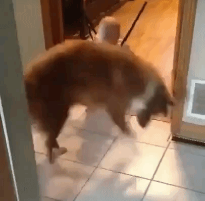わんこのトレーナー現る ほらこうやって跳ぶんだよ と赤ちゃんにつきっきりでジャンプを教える犬 マランダー わんこのトレーナー現る ほらこうやって跳ぶんだよ と赤ちゃんにつきっきりでジャンプを教える犬 マランダー
