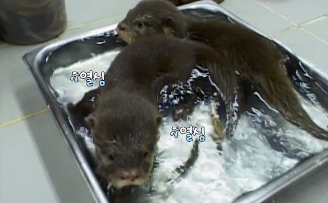 babyotters4_e