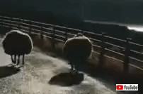 bouncingsheep