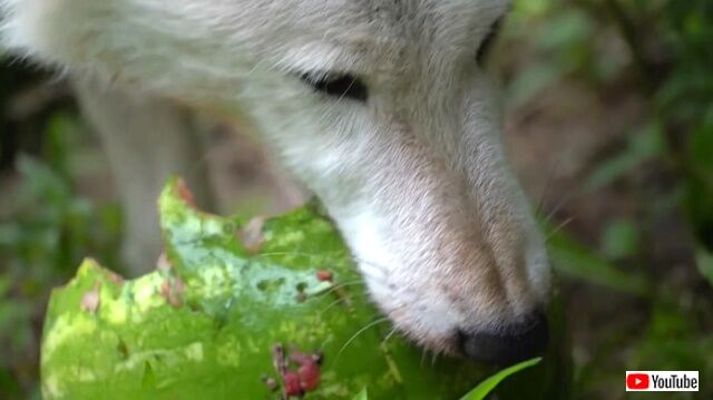 wolveslovewatermelon4_640