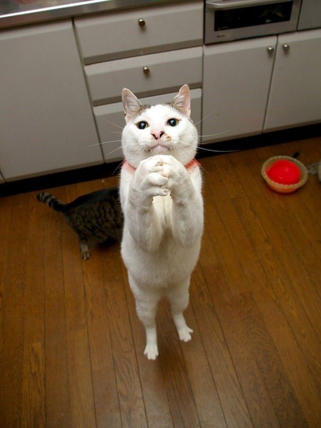 prayingcat4_e