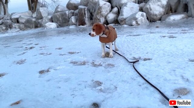 beagleiceskating5_640