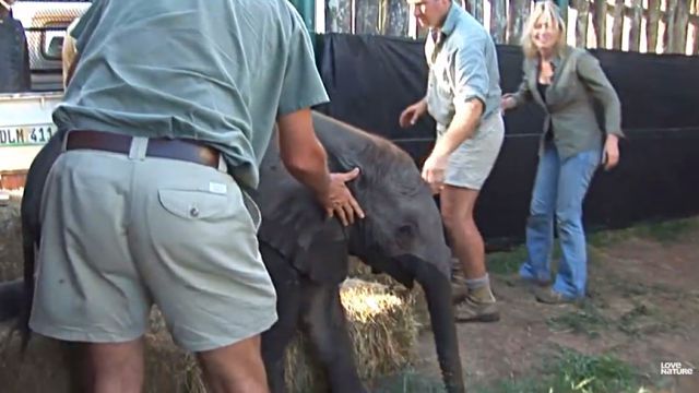 sheepnelephant1