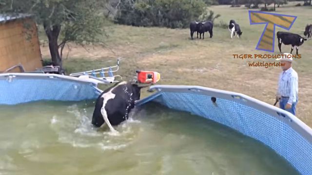 funnyanimalsinpools6