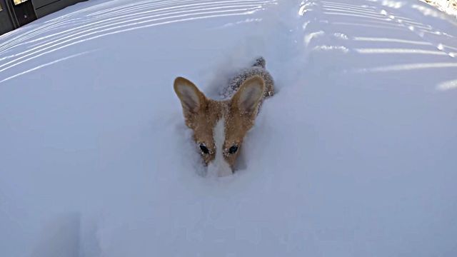 corgi4