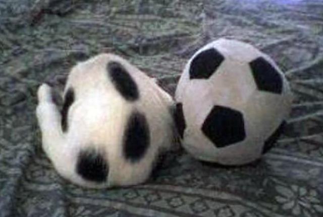 12soccerball ok