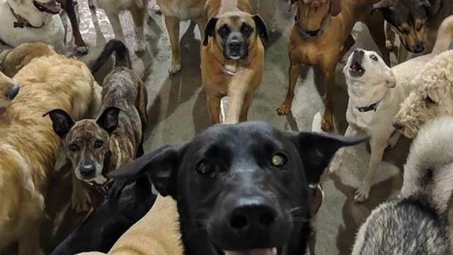 dogselfie-1 (1)_e