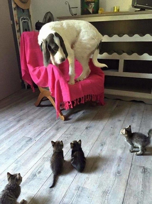 catndog5_e