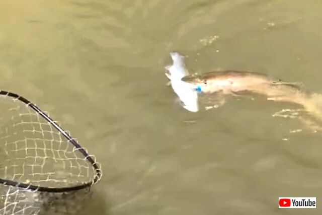 2fish4thepriceofone5_640