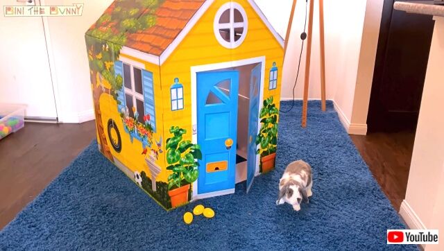 binihouse1_640