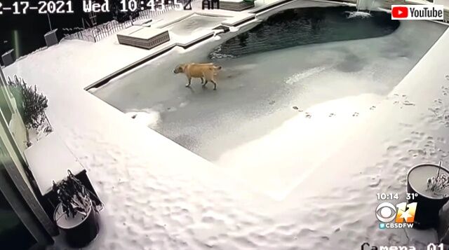 frozenpool1_640