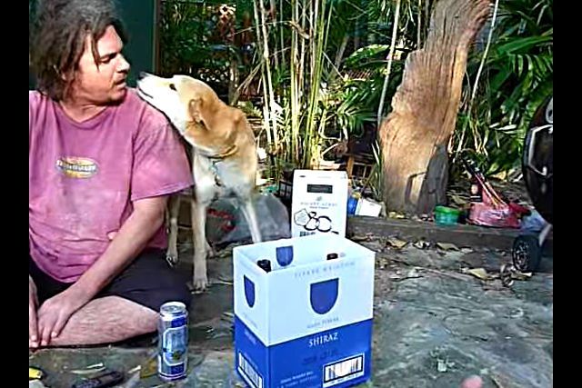 dingo2