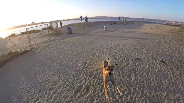dogchasesdrone2