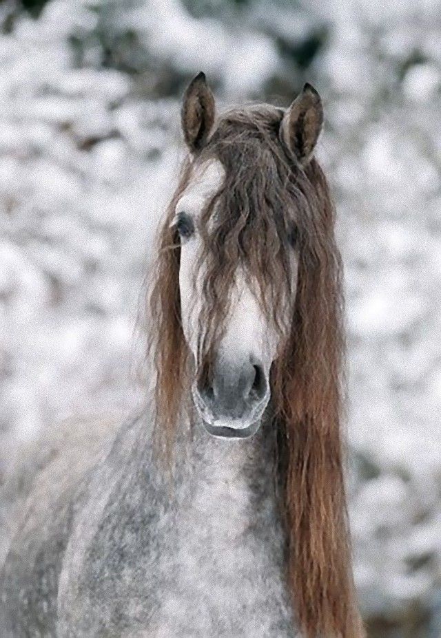 horse7_e