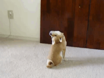 funny-shiba-inu-4-5ae70932a508c__700