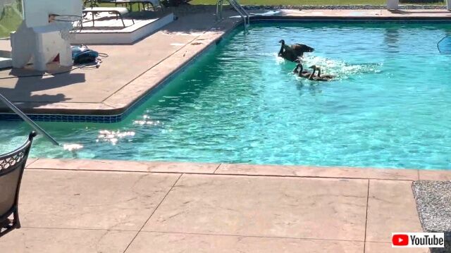 geesepoolparty1_640