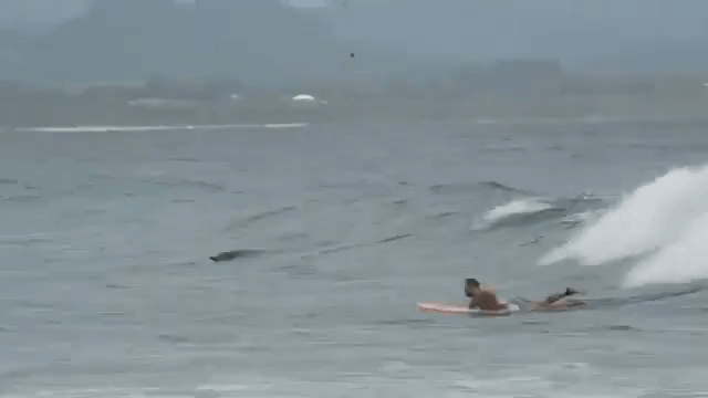 dolphinsnsurfers