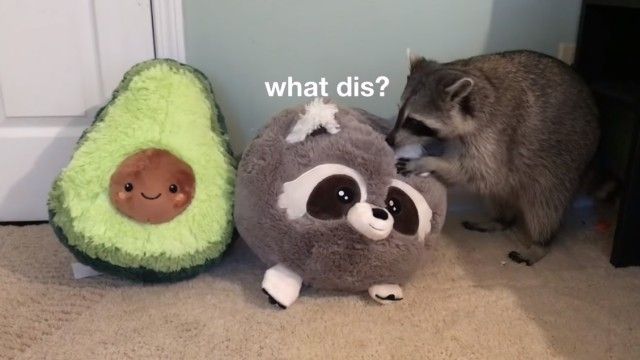 raccoonpillow1_e