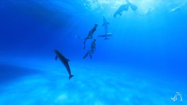 dolphininvitation6_e