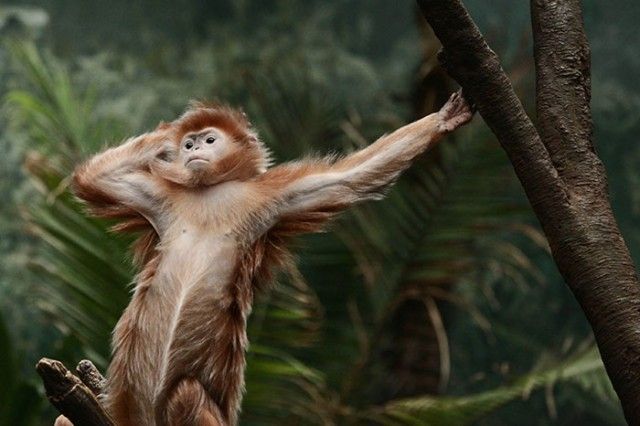 animals-about-to-drop-album-photos-33-58aee62bb28b4__700_e