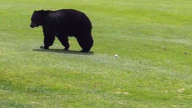 dropped66