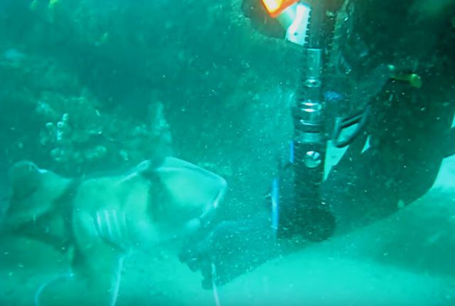 sharkaskingforhelp2