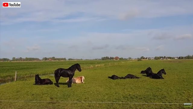 sleepinghorses3_batch