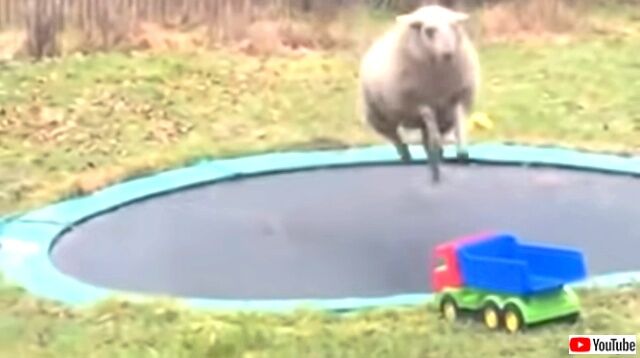 sheepntrampoline3_640