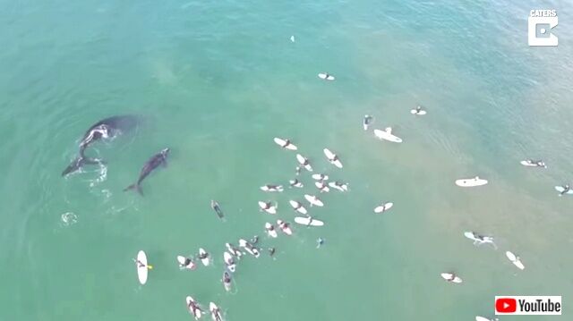 whalencalf4_640
