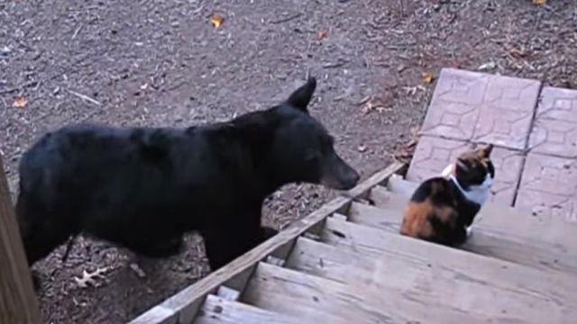 catnbear2