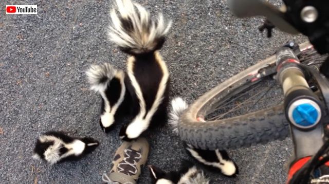 skunks0_batch