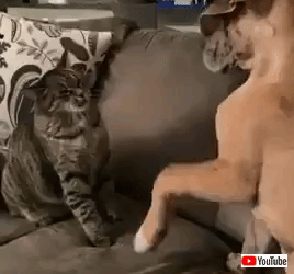 catdogpals (1)