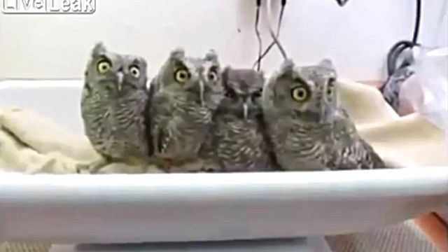 owlbaby2