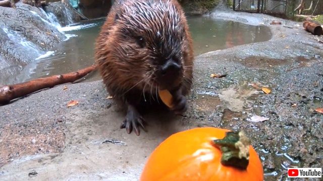 dovourpumpkins5_640