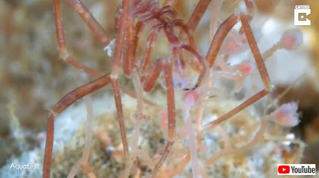 seaspider1_640