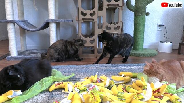 catnipbanana5_640