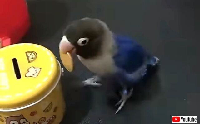 lovebird0_640