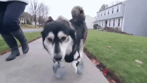 3D-printed-derby-dog-prosthetic