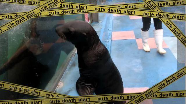 sealion-2 [www-frame