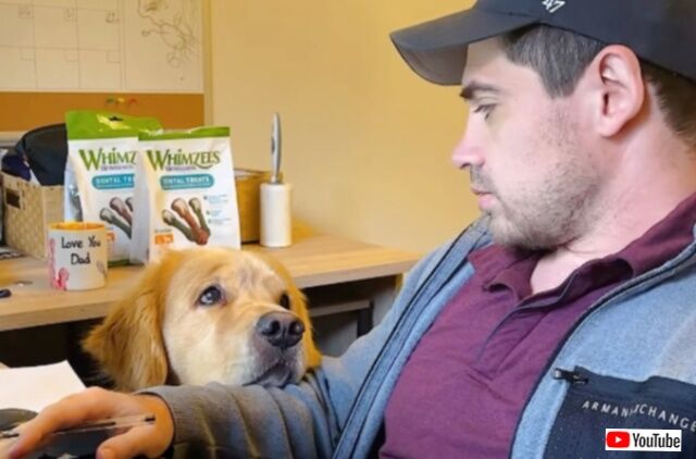 愛犬「お仕事まだ？」「いつ終わる？」熱いまなざしでパソコンに向かうご主人を見つめるゴールデン