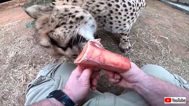 callingcheetah7_640