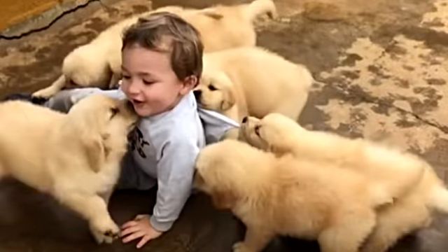 littleboynpuppy3