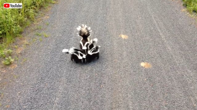 skunks2_batch