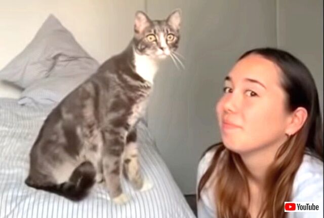 tiktokcats4_640