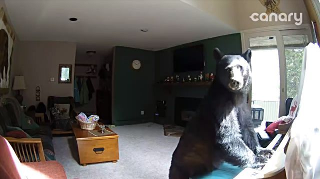 bearplayspiano6