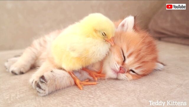 kittenwchicken4_640